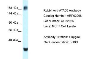 Western Blotting (WB) image for anti-ATPase Family, AAA Domain Containing 2 (ATAD2) (C-Term) antibody (ABIN2789063) (ATAD2 antibody  (C-Term))