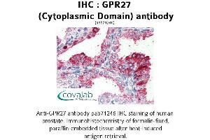 Image no. 1 for anti-G Protein-Coupled Receptor 27 (GPR27) (3rd Cytoplasmic Domain) antibody (ABIN1735039) (GPR27 antibody  (3rd Cytoplasmic Domain))