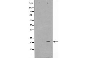 Western blot analysis on COS7 cell lysate using Histone H1 Antibody，The lane on the left is treated with the antigen-specific peptide. (H1FOO antibody  (Internal Region))