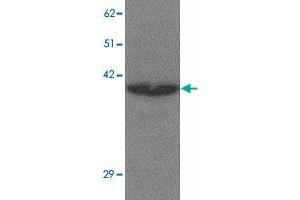 Western blot analysis of CREBZF in K-562 cell lysate with CREBZF polyclonal antibody  at 1 ug/mL.