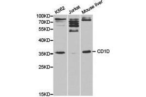 Western Blotting (WB) image for anti-CD1d Molecule (CD1D) antibody (ABIN1871594) (CD1d antibody)
