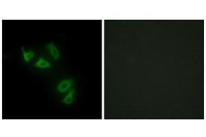 Immunofluorescence (IF) image for anti-Mucin 13, Cell Surface Associated (MUC13) (C-Term) antibody (ABIN1849970) (MUC13 antibody  (C-Term))