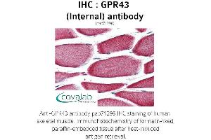 Image no. 1 for anti-Free Fatty Acid Receptor 2 (FFAR2) (Internal Region) antibody (ABIN1735095)