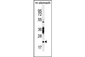 Western blot analysis of RBPMS2 Antibody  in Mouse stomach tissue lysates (35ug/lane). (RBPMS2 antibody  (Middle Region))