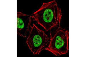 Fluorescent image of Hela cells stained with PCGF6 Antibody (C-term) (ABIN6243439 and ABIN6577713). (PCGF6 antibody  (C-Term))