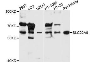 Western blot analysis of extracts of various cell lines, using SLC22A6 antibody (ABIN5970919) at 1/1000 dilution. (SLC22A6 antibody)