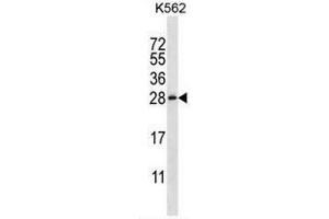 CSHL1 Antibody (C-term) western blot analysis in K562 cell line lysates (35µg/lane). (CSHL1 antibody  (C-Term))