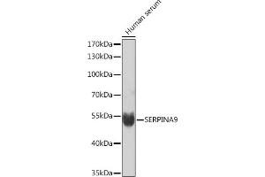 Western blot analysis of extracts of Human serum, using SERPIN Rabbit pAb (ABIN7270241) at 1:1000 dilution. (SERPINA9 antibody  (AA 110-210))