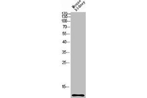 Western blot analysis of mouse-kidney lysis using CCL27 antibody. (CCL27 antibody  (Internal Region))