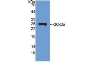 Western Blotting (WB) image for anti-Mucin 5 Subtype B (MUC5B) (AA 75-295) antibody (ABIN7429016)