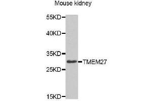 Western Blotting (WB) image for anti-Transmembrane Protein 27 (TMEM27) antibody (ABIN1875117) (TMEM27 antibody)