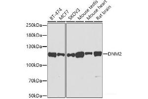 Western blot analysis of extracts of various cell lines using DNM2 Polyclonal Antibody at dilution of 1:500. (DNM2 antibody)