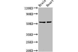 Western Blot Positive WB detected in: Rat brain tisseu, Rat heart tissue All lanes: RBM45 antibody at 12 μg/mL Secondary Goat polyclonal to rabbit IgG at 1/50000 dilution Predicted band size: 54, 38 kDa Observed band size: 54 kDa (RBM45 antibody  (AA 170-244))