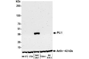Western Blotting (WB) image for anti-Spleen Focus Forming Virus (SFFV) Proviral Integration Oncogene Spi1 (SPI1) (AA 220-270) antibody (ABIN7455166)
