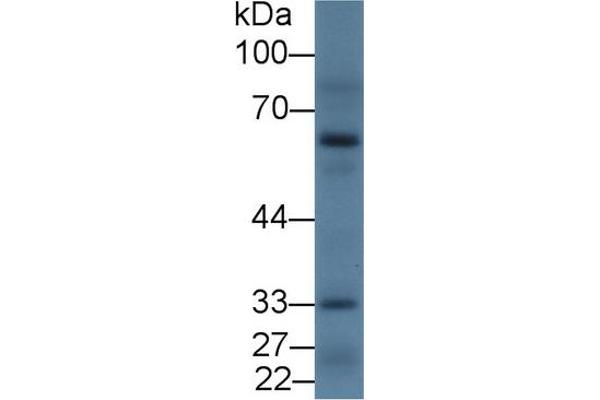 Dopamine d2 Receptor antibody  (AA 194-421)