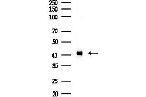 anti-RNA Terminal Phosphate Cyclase-Like 1 (RCL1) (C-Term) antibody