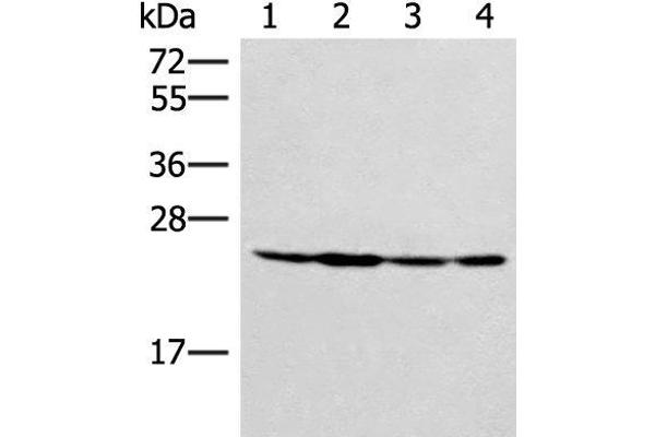 SSSCA1 anticorps