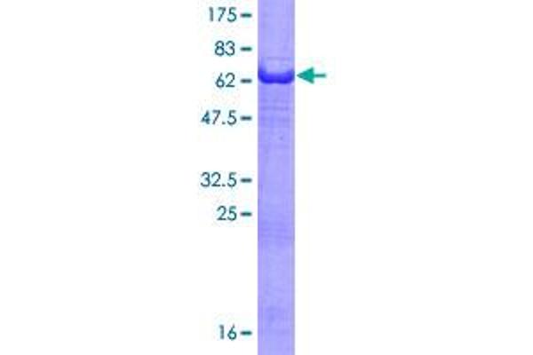 PHLDA1 Protein (AA 1-259) (GST tag)