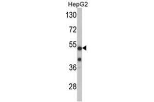 Western blot analysis of PFTK1 Antibody (N-term P82) in mouse cerebellum tissue lysates (35ug/lane). (CDK14 antibody  (N-Term))