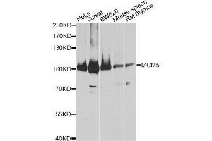 Western blot analysis of extracts of various cell lines, using MCM5 antibody.