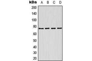 Western blot analysis of Kv7. (KCNQ1 antibody  (Center))