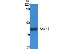 Western Blotting (WB) image for anti-SRY (Sex Determining Region Y)-Box 17 (SOX17) (Internal Region) antibody (ABIN3187621) (SOX17 antibody  (Internal Region))