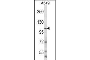 GRIN3B Antibody (C-term) (ABIN656225 and ABIN2845542) western blot analysis in A549 cell line lysates (35 μg/lane).
