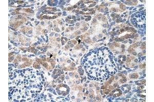 SLC14A1 antibody was used for immunohistochemistry at a concentration of 4-8 ug/ml to stain Epithelial cells of renal tubule (arrows) in Human Kidney. (SLC14A1 antibody  (C-Term))