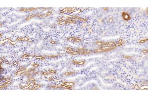 Detection of UMOD in Mouse Kidney Tissue using Polyclonal Antibody to Uromodulin (UMOD) (Uromodulin antibody  (AA 335-590))