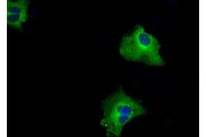 Anti-RALBP1 mouse monoclonal antibody (ABIN2453579) immunofluorescent staining of COS7 cells transiently transfected by pCMV6-ENTRY RALBP1 (RC201524). (RALBP1 antibody)