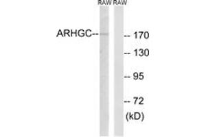 Western blot analysis of extracts from RAW264. (ARHGEF12 antibody  (AA 449-498))