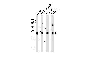 UCHL1 Antibody (C-term) (ABIN388870 and ABIN2839166) western blot analysis in ,NCI-,mouse Neuro-2a cell line and mouse brain tissue lysates (35 μg/lane). (UCHL1 antibody  (C-Term))
