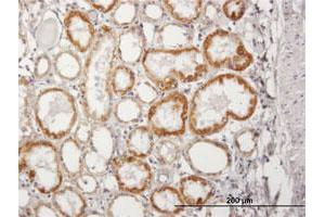 Immunoperoxidase of purified MaxPab antibody to ACADM on formalin-fixed paraffin-embedded human kidney. (Medium-Chain Specific Acyl-CoA Dehydrogenase, Mitochondrial (AA 1-421) antibody)