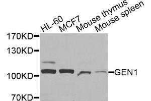 Western blot analysis of extracts of various cell lines, using GEN1 antibody. (GEN1 antibody)