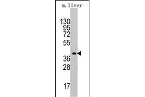 Western blot analysis of ALDOA polyclonal antibody  in mouse liver tissue lysates (35 ug/lane). (ALDOA antibody  (C-Term))