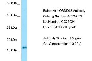 Western Blotting (WB) image for anti-ORM1-Like 3 (ORMDL3) (N-Term) antibody (ABIN2774396) (ORMDL3 antibody  (N-Term))