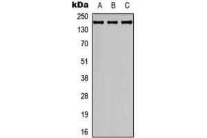 Western blot analysis of Collagen 4 alpha 2 expression in SHSY5Y (A), HEK293T (B), NIH3T3 (C) whole cell lysates.