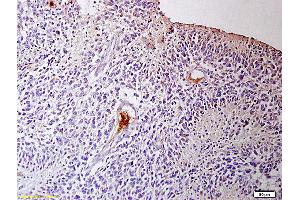 Formalin-fixed and paraffin embedded mouse spleen labeled with Rabbit Anti IGFR3/CD16 Polyclonal Antibody, Unconjugated (ABIN761381) at 1:200 followed by conjugation to the secondary antibody and DAB staining (CD16a, CD16b (AA 131-230) antibody)