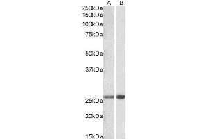 ABIN2563900 (0. (MOBKL3 antibody  (AA 137-151))