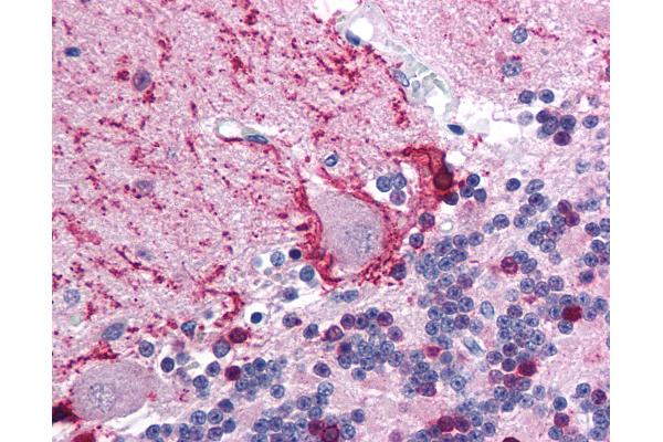 TRIM31 antibody  (AA 117-166)