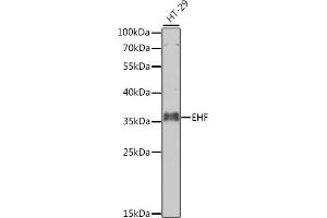 Western blot analysis of extracts of HT-29 cells, using EHF antibody (ABIN6129757, ABIN6140005, ABIN6140007 and ABIN6223750) at 1:1000 dilution. (EHF antibody  (AA 1-210))