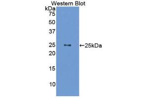 Western Blotting (WB) image for anti-Growth Hormone 1 (GH1) (AA 28-216) antibody (ABIN3209616) (Growth Hormone 1 antibody  (AA 28-216))