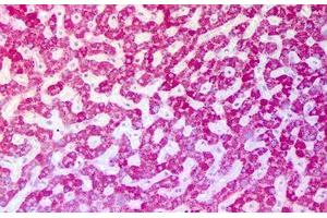 Anti-ASPM antibody IHC staining of human liver. (ASPM antibody  (Internal Region))