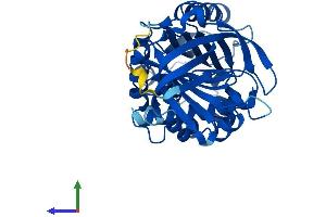 Protein Structure (PS) image for serpin Peptidase Inhibitor, Clade B (Ovalbumin), Member 5 (SERPINB5) (AA 1-375) protein (His tag) (ABIN7556662)