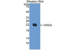 Western blot analysis of recombinant Human SMOX. (SMOX antibody  (AA 1-165))