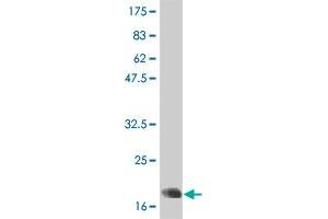 Western Blot detection against Immunogen (21 KDa) . (IL-6 antibody  (AA 29-212))