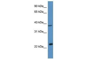 Western Blot showing Ercc1 antibody used at a concentration of 1. (ERCC1 antibody  (C-Term))