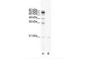 Image no. 1 for anti-SCAN Domain Containing 1 (SCAND1) (AA 65-114) antibody (ABIN6736033) (SCAND1 antibody  (AA 65-114))