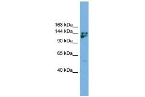 WB Suggested Anti-Mybbp1a Antibody Titration: 0. (MYBBP1A antibody  (Middle Region))