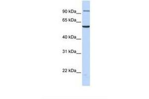 Image no. 1 for anti-Transportin 2 (TNPO2) (N-Term) antibody (ABIN6739028) (TNPO2 antibody  (N-Term))